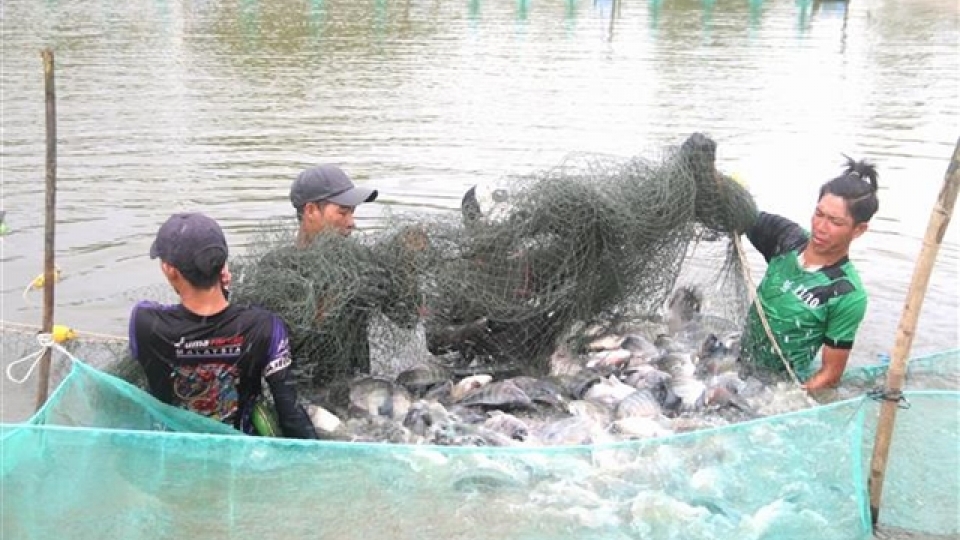 Brazil lifts suspension on Vietnamese tilapia fish imports